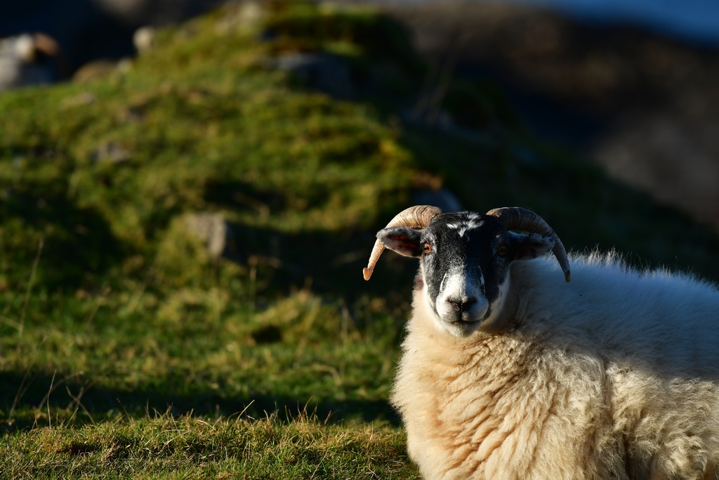2018-11 Scotland/Glenuig/DSC_7147.JPG